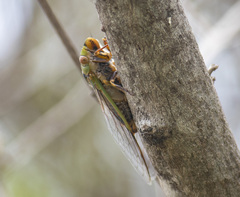 Macrotristria intersecta