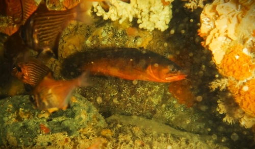 Bastard cod (Pseudophycis barbata) — Moridae — 4