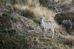 Odocoileus virginianus ustus