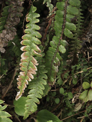 Blechnum membranaceum