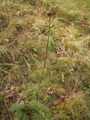 Jacobaea adonidifolia