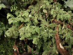 Trichocolea mollissima