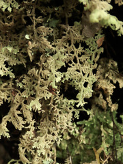 Trichocolea mollissima