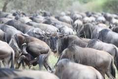 Connochaetes taurinus mearnsi