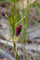 Cryptostylis hunteriana