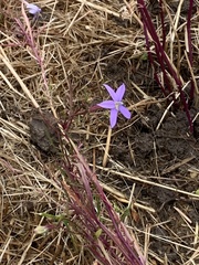 Lithotoma axillaris