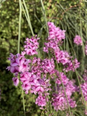 Carmichaelia glabrescens