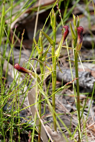 Image of Cryptostylis hunteriana by (c) Max Campbell, some rights reserved (CC BY)