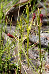Cryptostylis hunteriana