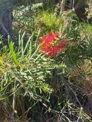 Melaleuca pachyphylla