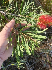 Melaleuca pachyphylla