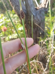 Chorizandra cymbaria