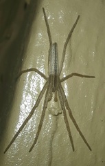 Tibellus oblongus
