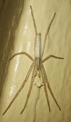 Tibellus oblongus