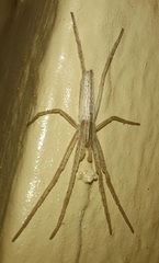 Tibellus oblongus