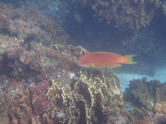 Chlorurus microrhinos