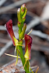 Cryptostylis hunteriana