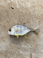 Caranx ignobilis