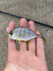 Caranx ignobilis
