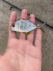 Caranx ignobilis
