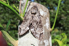 Psilogramma casuarinae