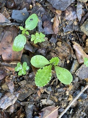 Carduus pycnocephalus