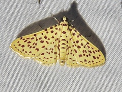 Polygrammodes eleuata