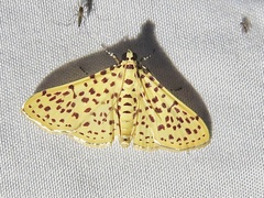 Polygrammodes eleuata