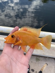 Amphilophus citrinellus