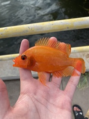 Amphilophus citrinellus