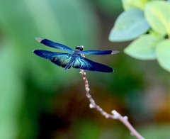Rhyothemis plutonia
