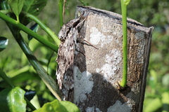 Psilogramma casuarinae