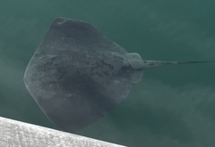 Bathytoshia brevicaudata