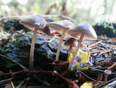 Mycena maculata