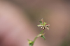 Gonocarpus teucrioides