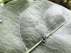 Marengo sachintendulkar