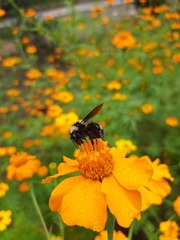Bombus medius