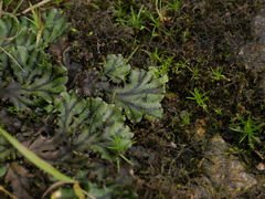 Marchantia polymorpha polymorpha