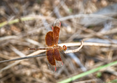 Neurothemis stigmatizans