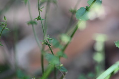 Gonocarpus teucrioides