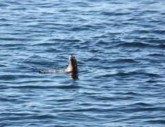 Otariidae