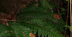 Polystichum aculeatum