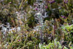 Lasiocephalus ovatus