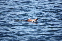 Otariidae