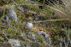 Cinclodes albidiventris