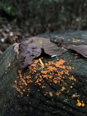Calocera cornea