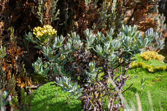 Monticalia andicola