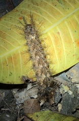 Lonomia