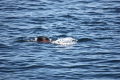 Otariidae