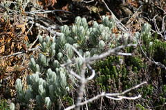 Linochilus rupestris